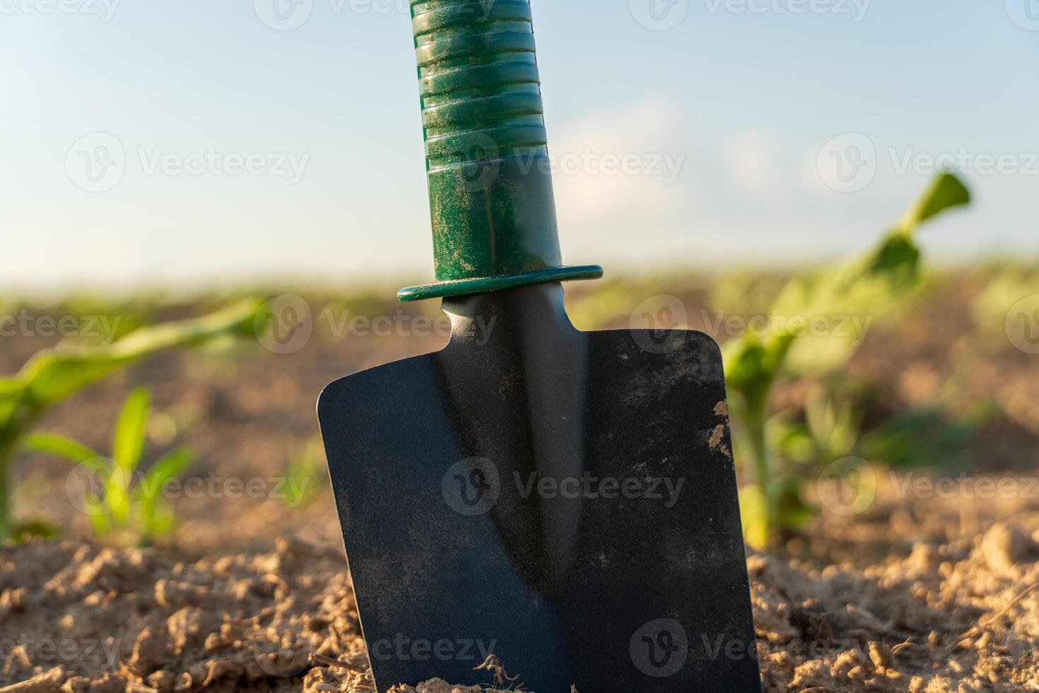 A shovel is embedded in tilled soil with small green plants sprouting nearby, basking in bright sunlight on a clear day in an agricultural setting photo