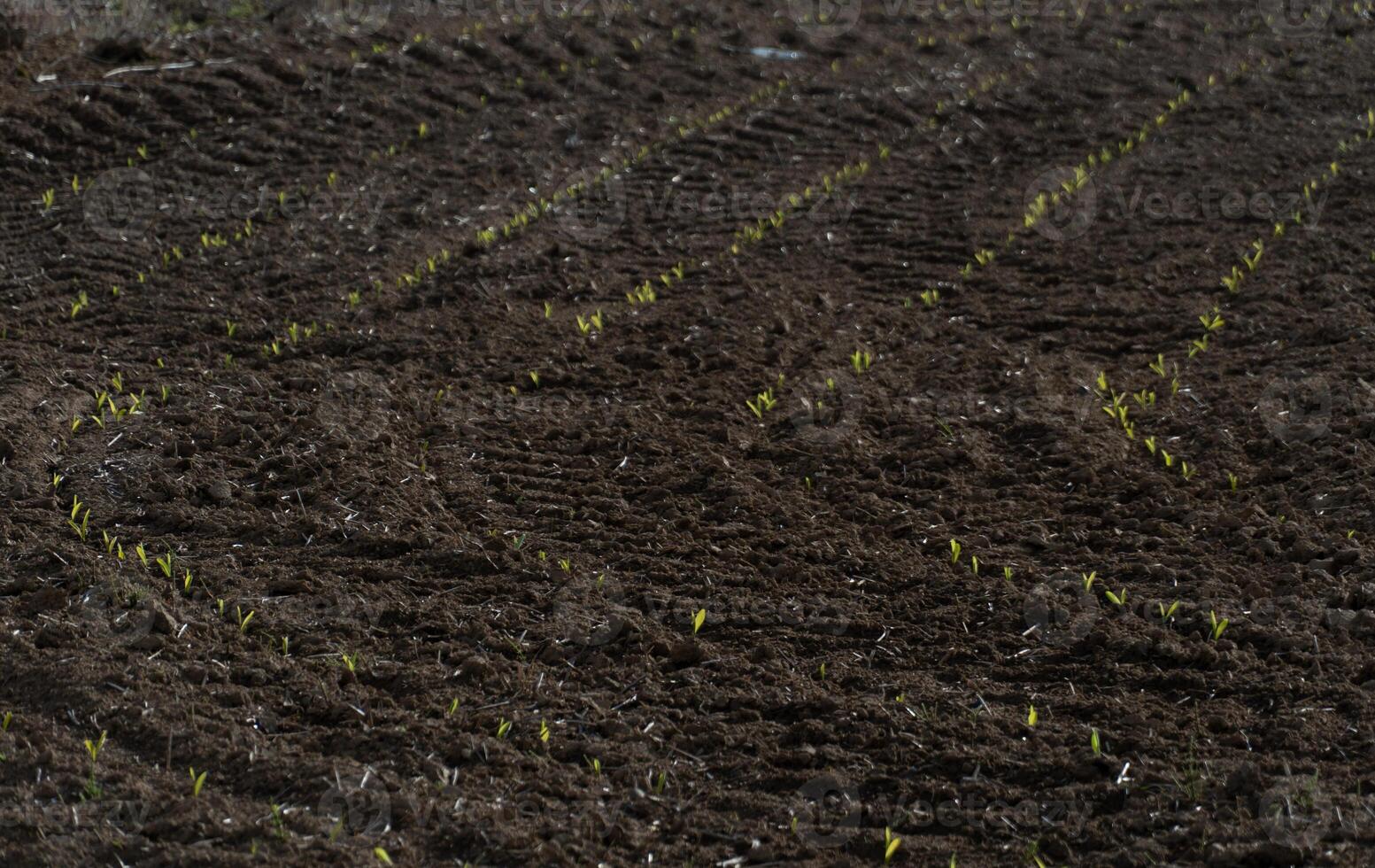 Small corn seedlings sprout from rich brown soil in a newly cultivated field, signaling the arrival of spring and the promise of a healthy crop photo