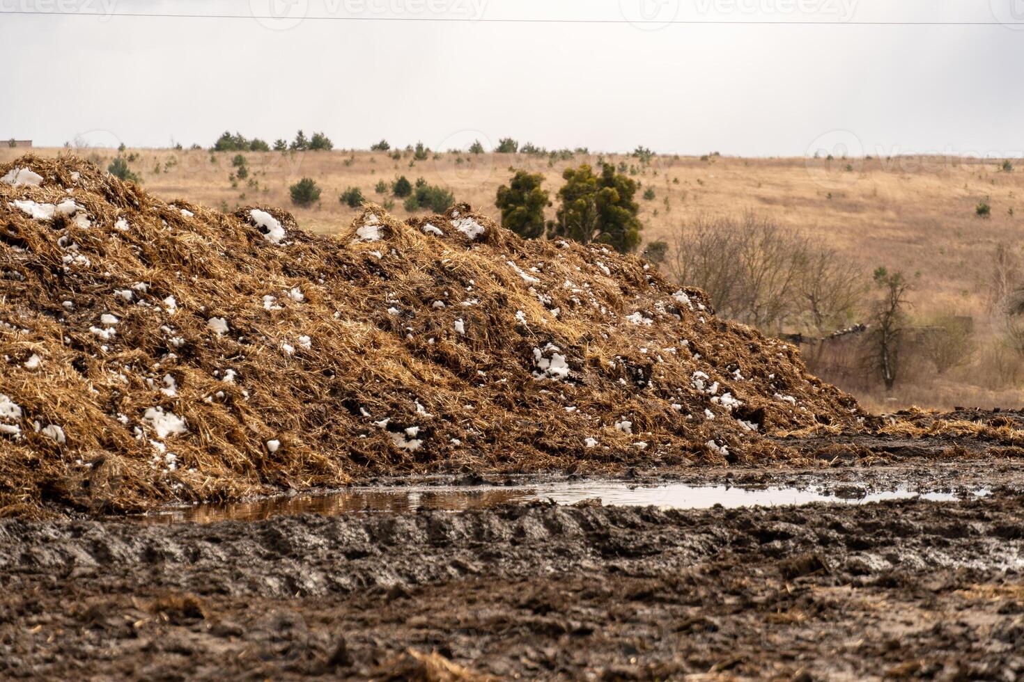 Manure Pile with Snow Accents on a Farm Field in Winter photo