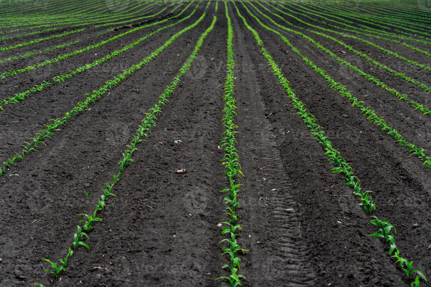 Vibrant green seedlings are organized in neat rows across the dark, fertile soil of a farm field under clear skies photo