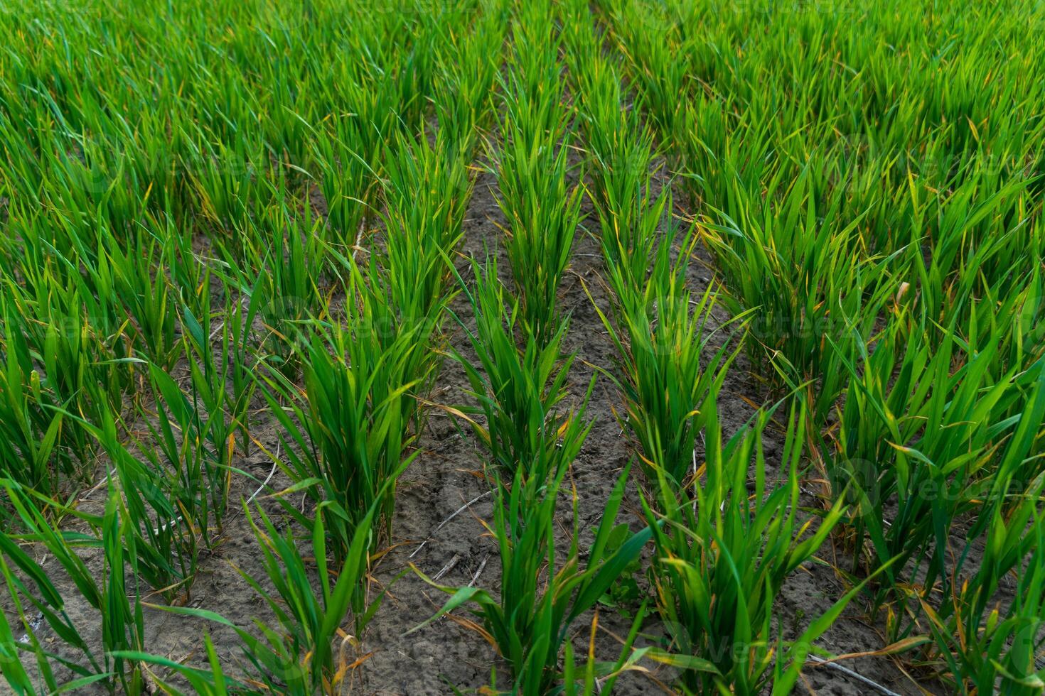 Lush green rice plants stand in tidy rows within a fertile field under bright sunlight. The soil is rich and well-tilled, showcasing agricultural care photo
