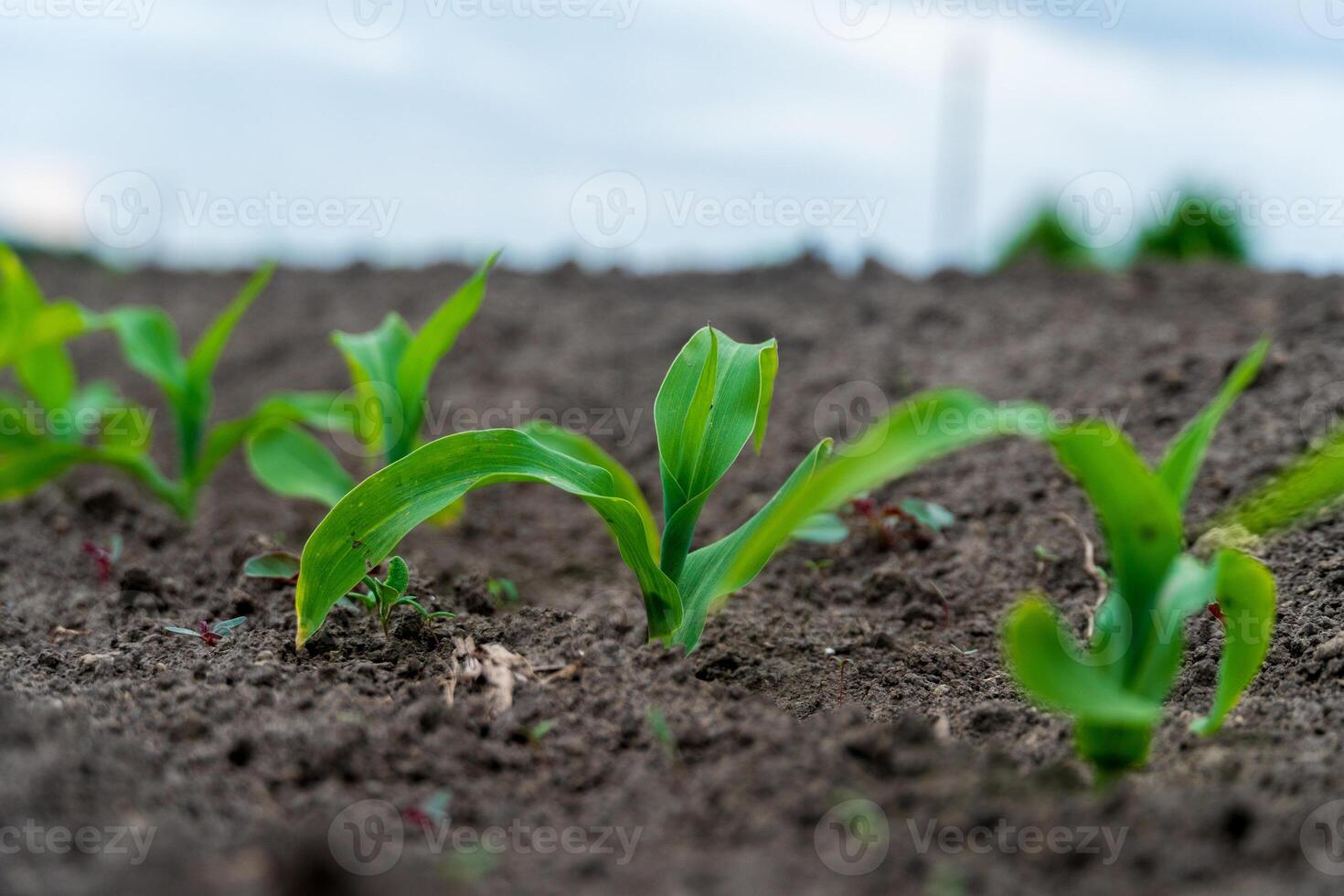 Bright green corn seedlings emerge from fertile earth in a field, reaching for sunlight as they grow under a moody, overcast sky during early spring photo