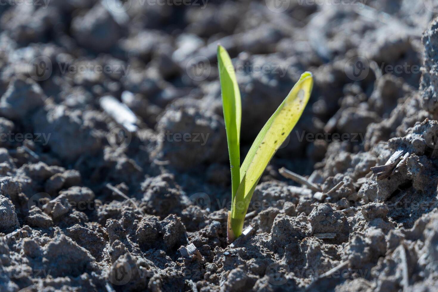 A small corn seedling breaks through the dry earth in a field, showing its bright green leaves reaching towards the sun, symbolizing new growth and potential photo