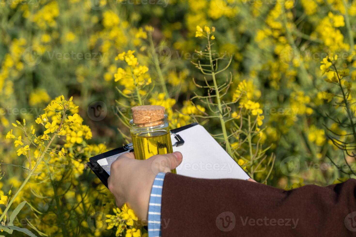 Bright yellow rapeseed flowers fill the field while a person holds a small glass jar of oil and a clipboard, assessing the crop in the warm sunlight photo