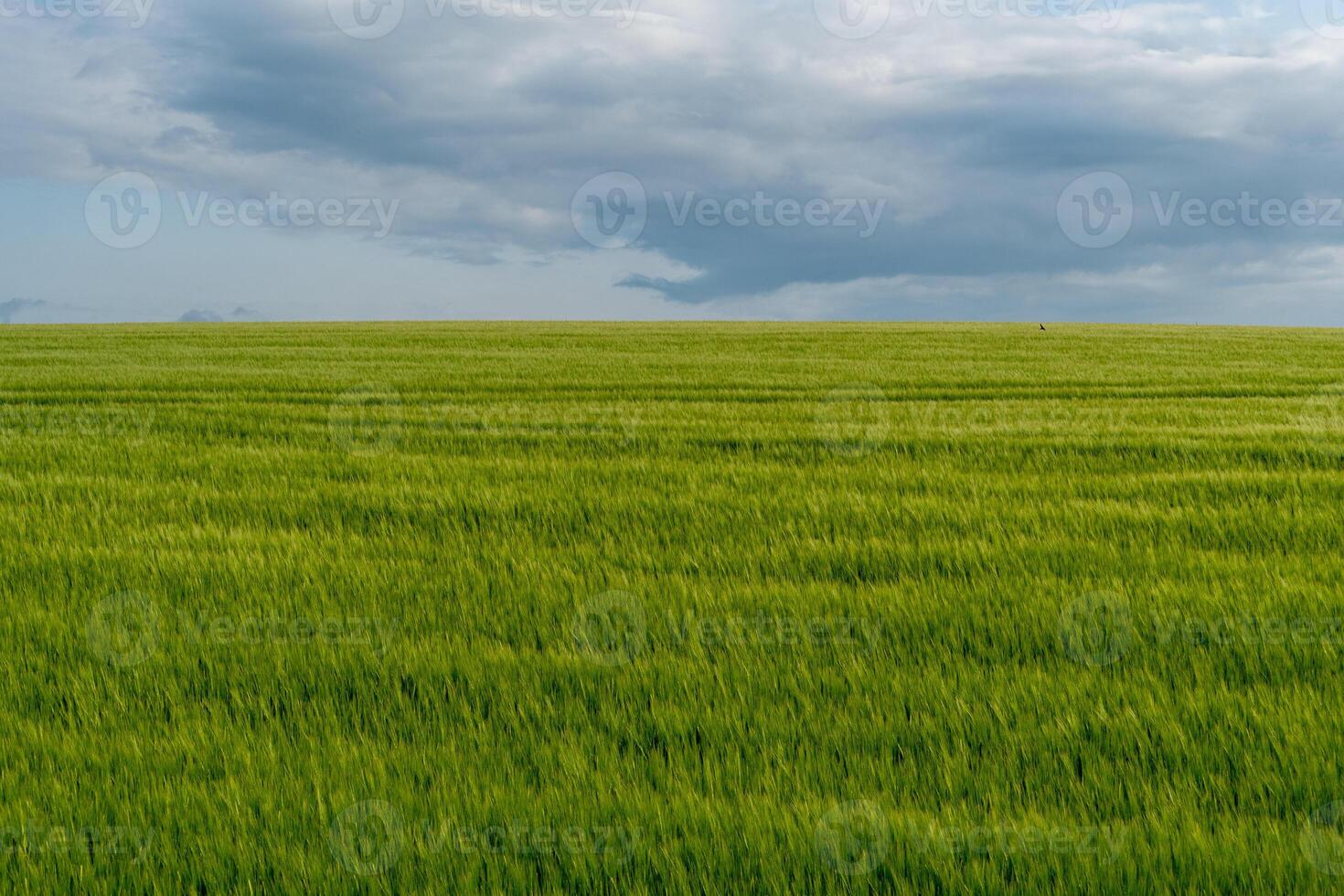 A lush green field stretches as far as the eye can see beneath an expansive sky filled with clouds, showcasing the tranquility of rural life during the day photo