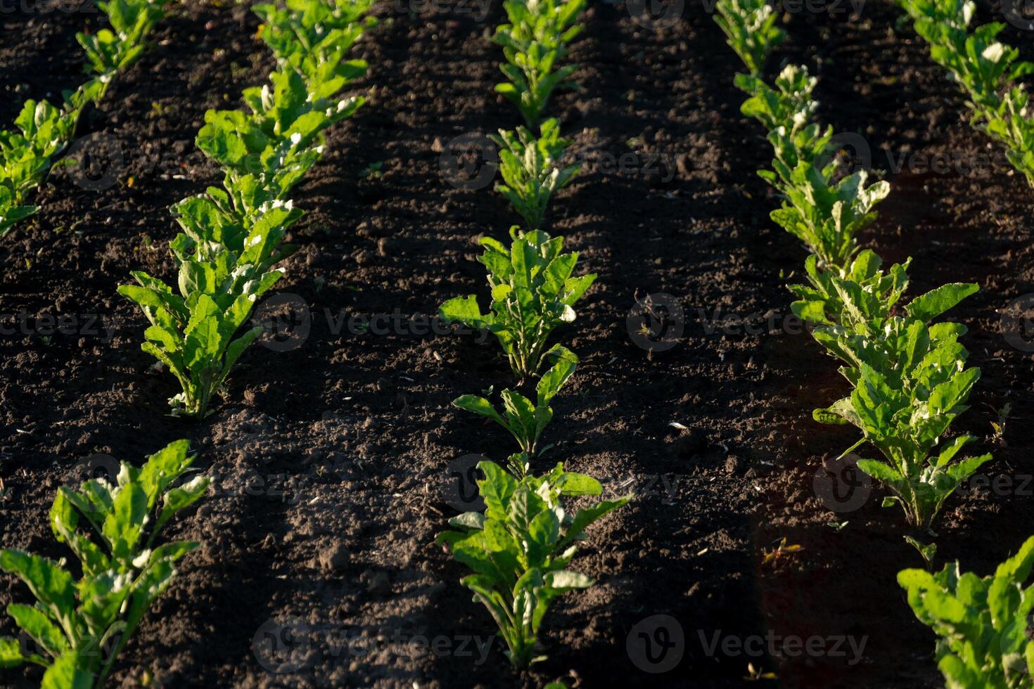 Rows of healthy beet plants thrive in well-tilled dark soil, benefiting from warm sunlight. The greenery stands out against the earth, showcasing their growth photo