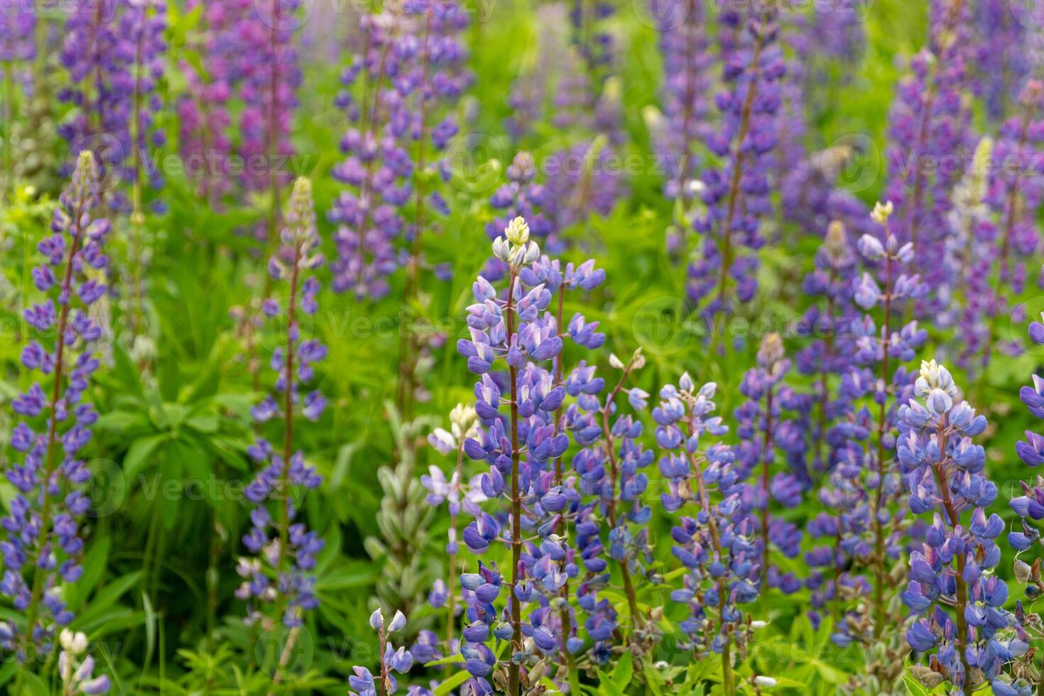 Beautiful clusters of purple lupine flowers flourish in a peaceful garden, showcasing their vivid colors under the clear blue sky during the spring season photo