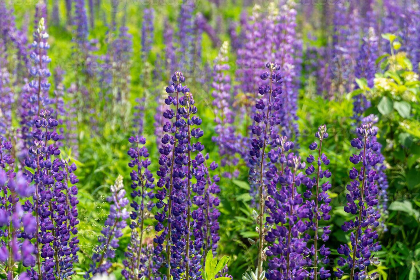 Clusters of blooming purple lupines fill the meadow under clear blue skies. Sunlight illuminates the flowers, creating a picturesque landscape of nature's beauty photo