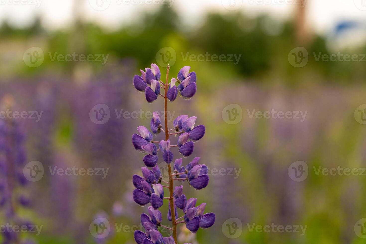 Vibrant purple lupine flowers stand tall against a backdrop of green vegetation, showcasing their delicate petals under the warm spring sun photo