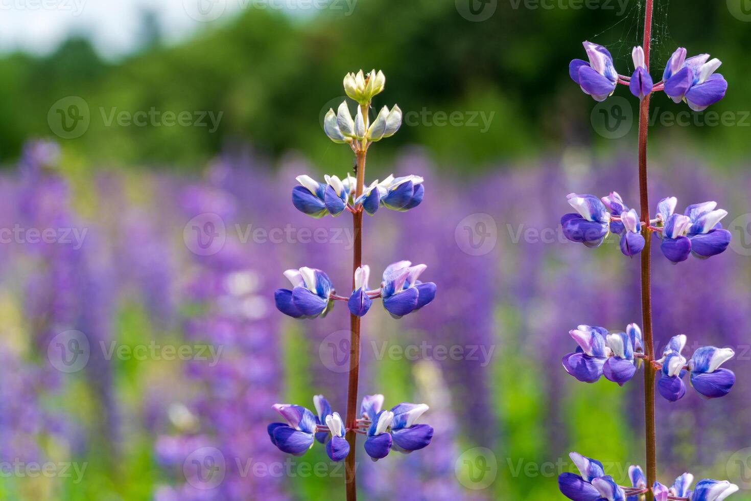 Bright purple lupine flowers stand tall in a lush green field, basking in sunlight under a clear blue sky, creating a picturesque spring landscape photo