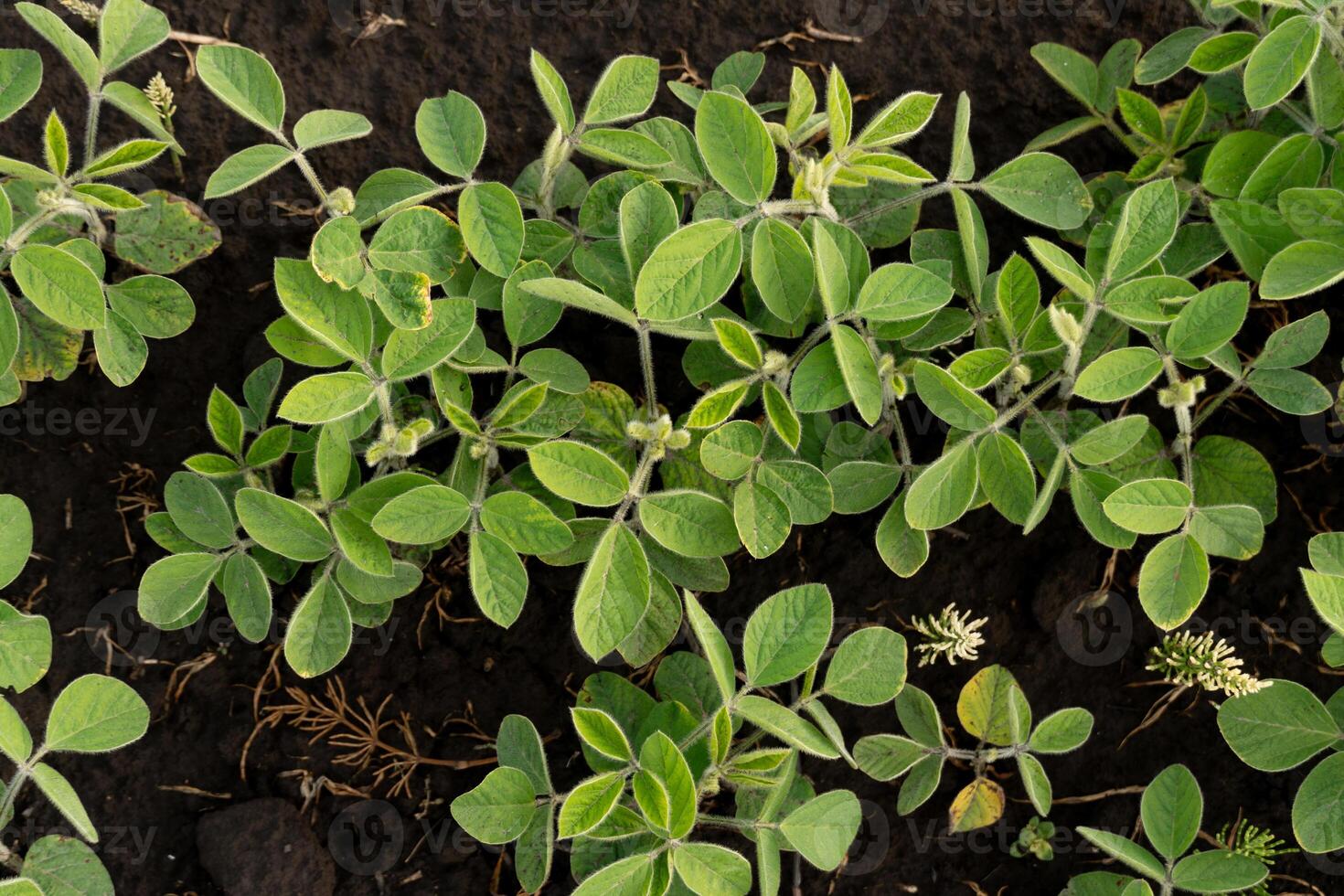 A lush patch of soy plants is flourishing in dark soil, displaying rich green leaves under bright sunlight. The scene captures the essence of agricultural growth photo