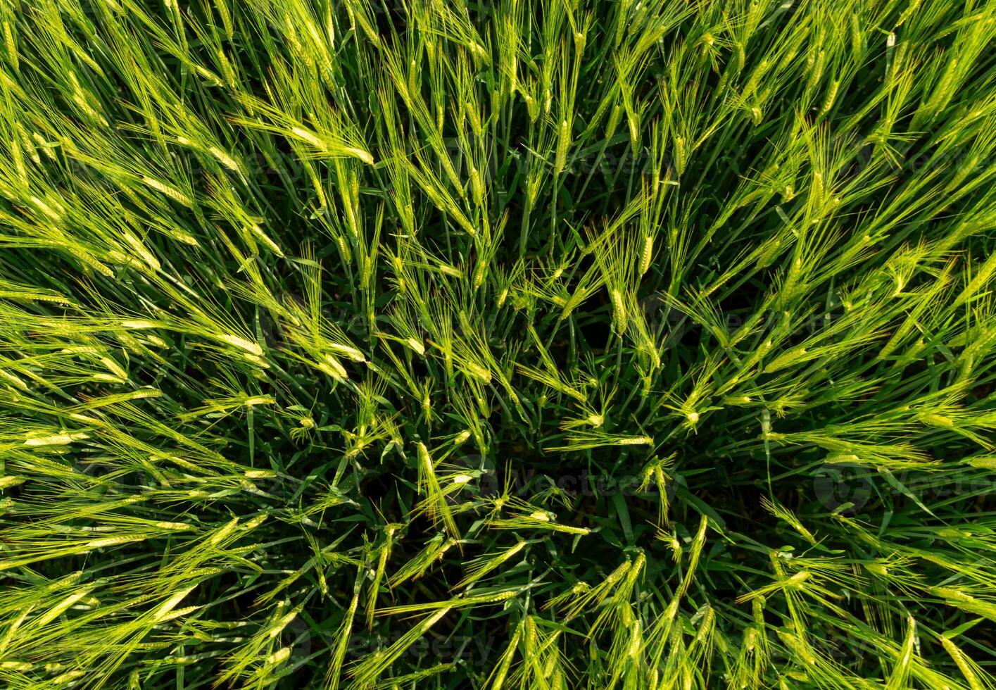 Vibrant green grass covers the ground, illuminated by soft morning light, while the breeze causes the blades to sway and dance in unison across the meadow photo