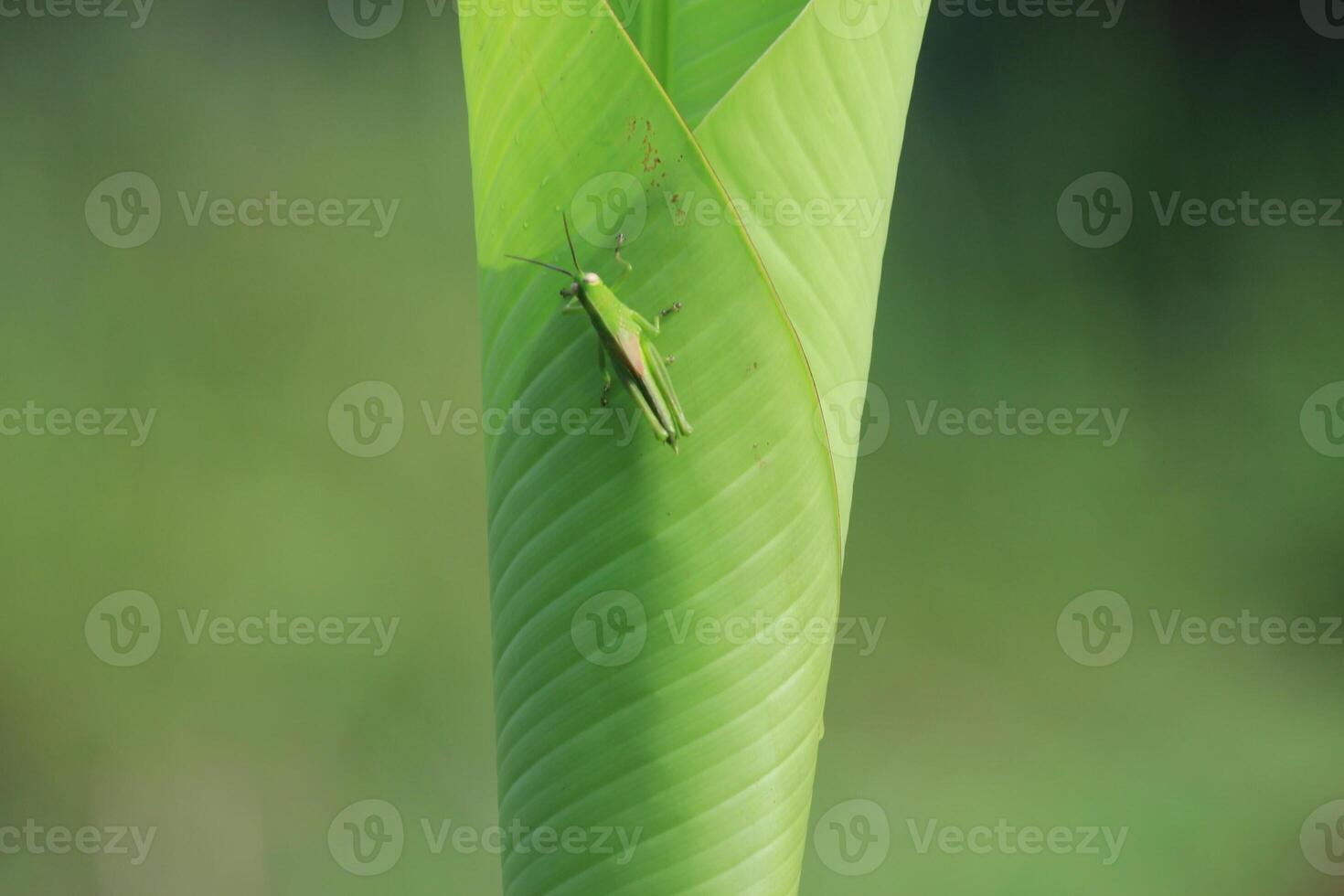 Green Grasshopper on Damaged Banana Leaf photo