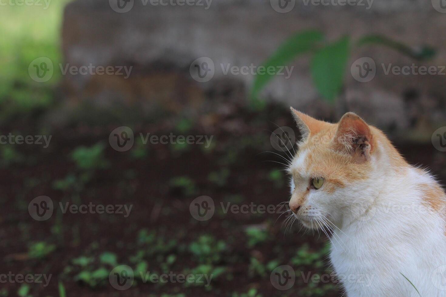 Charming White and Orange Cat with Green Eyes photo