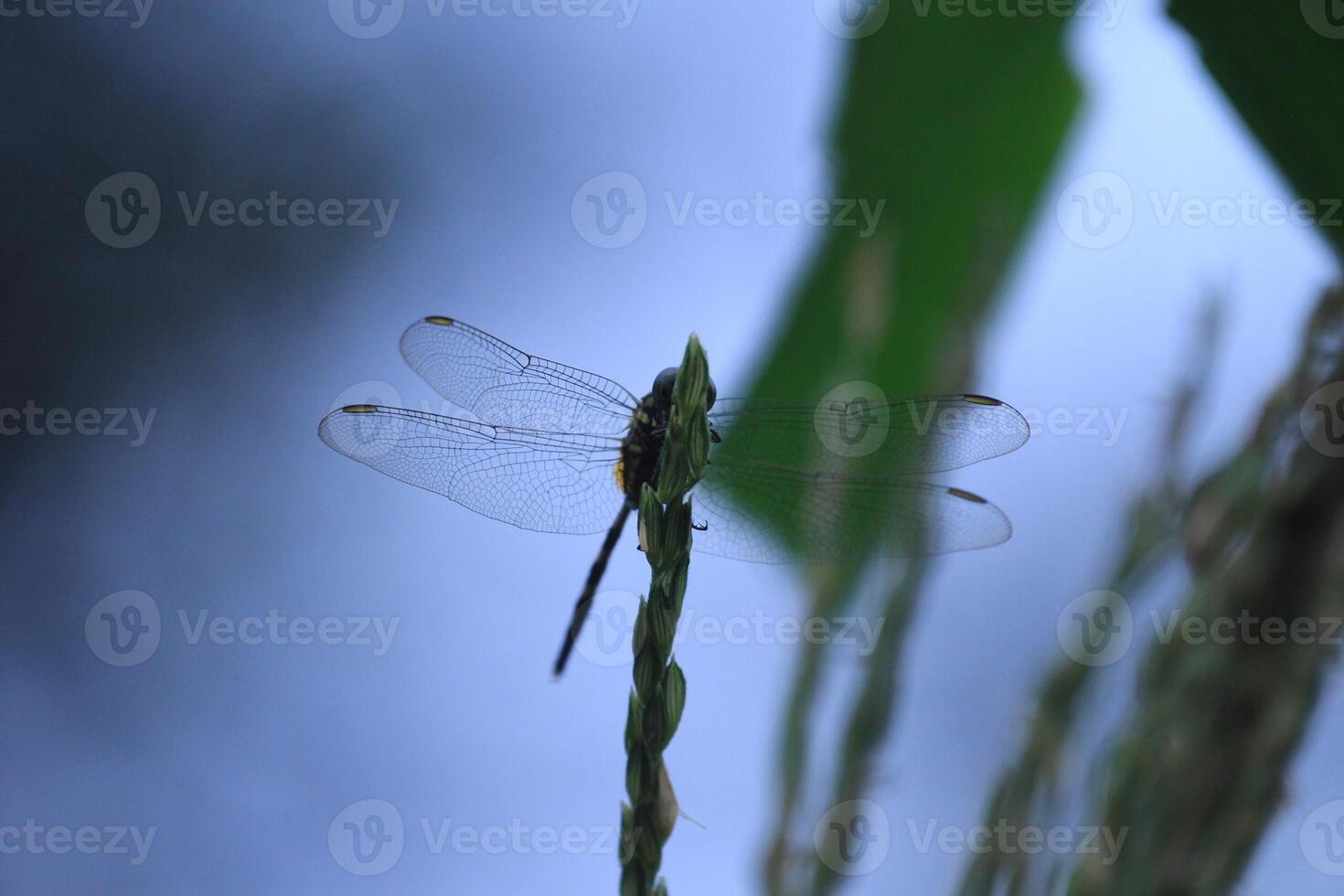 Close up of a Dragonfly with Translucent Wings photo