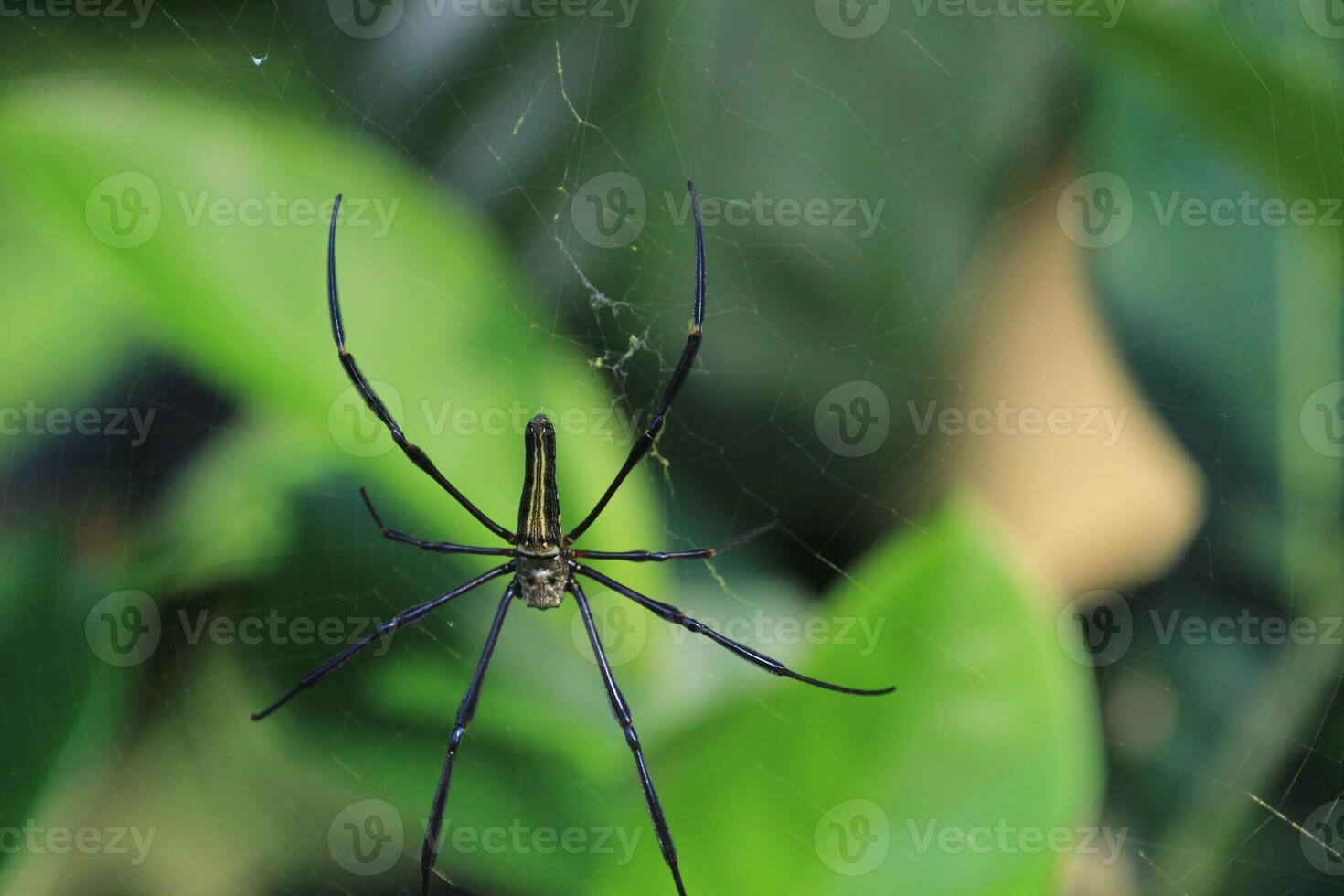 Close-up of a Giant Orb Weaver Spider and Web photo