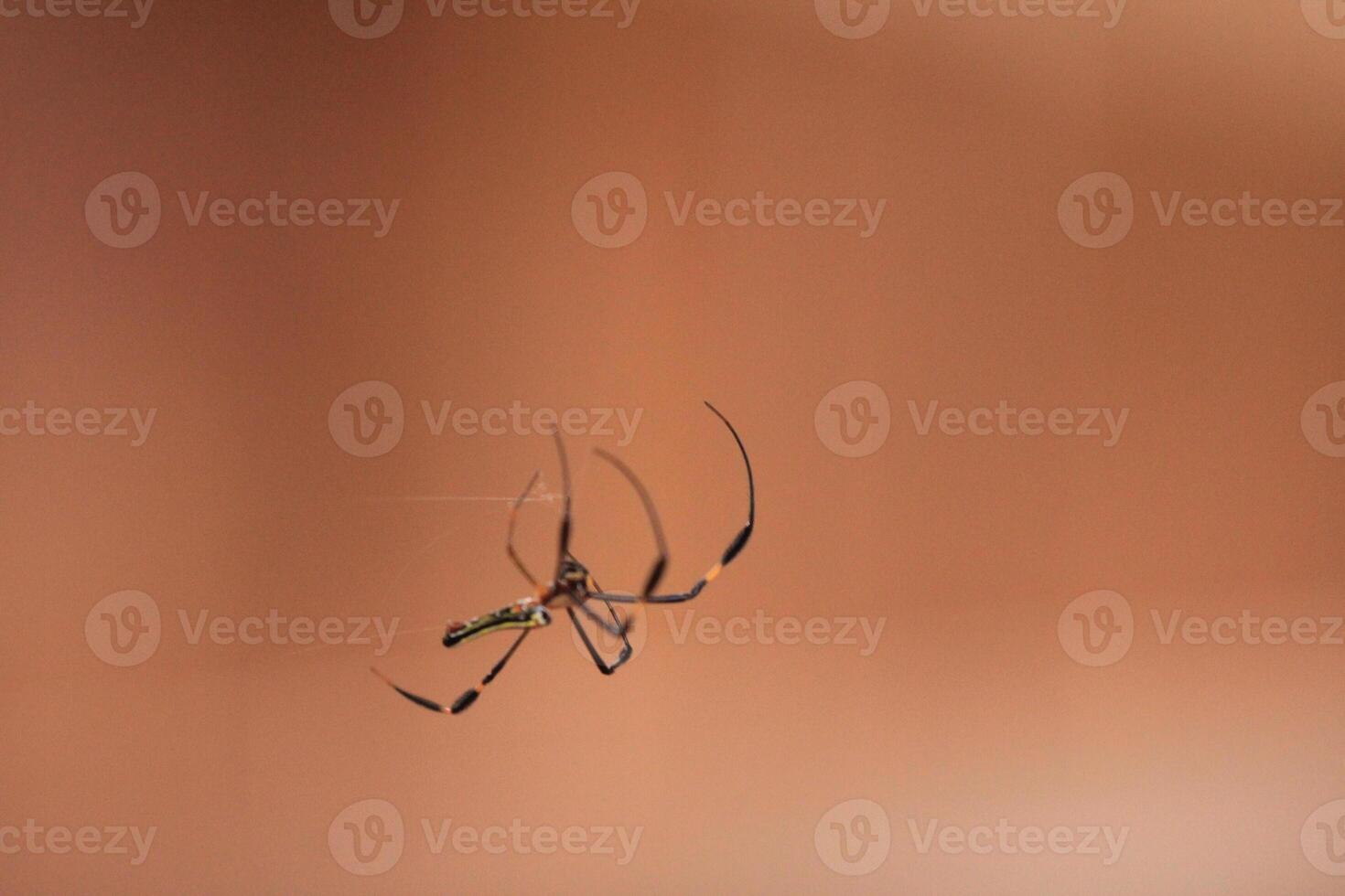 Spider Hanging on its Web photo