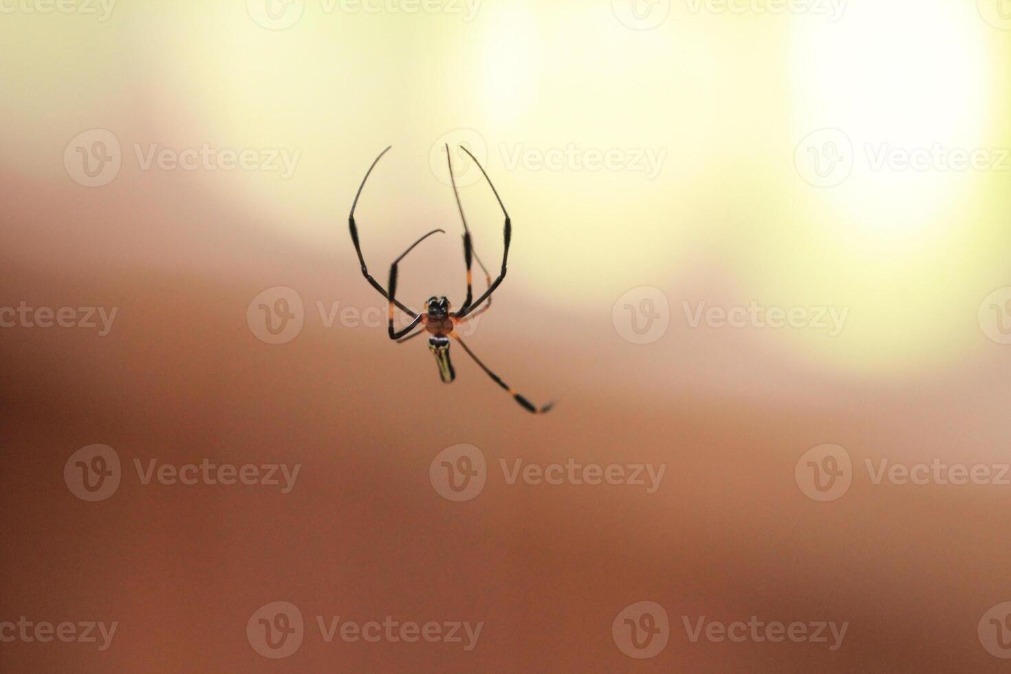 Golden Orb Weaver in Mid Air photo