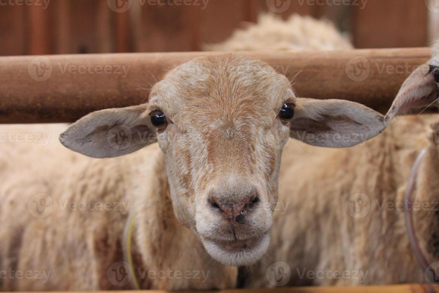 Sheep in Preparation for Lebaran Haji photo