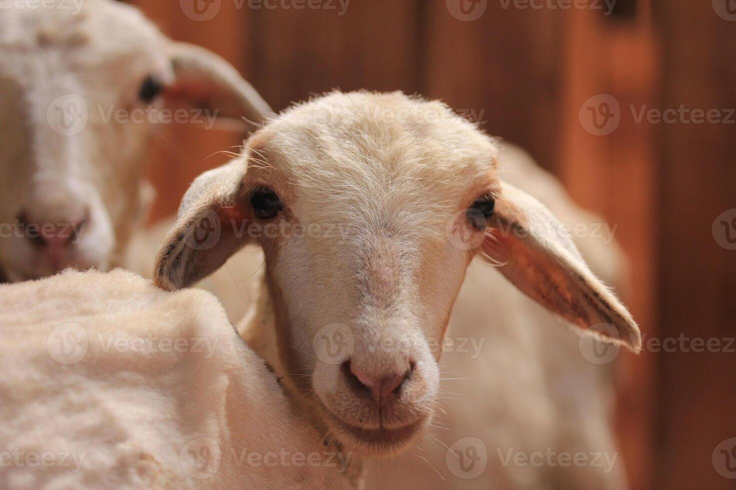 A Look at Healthy Sheep for Eid photo