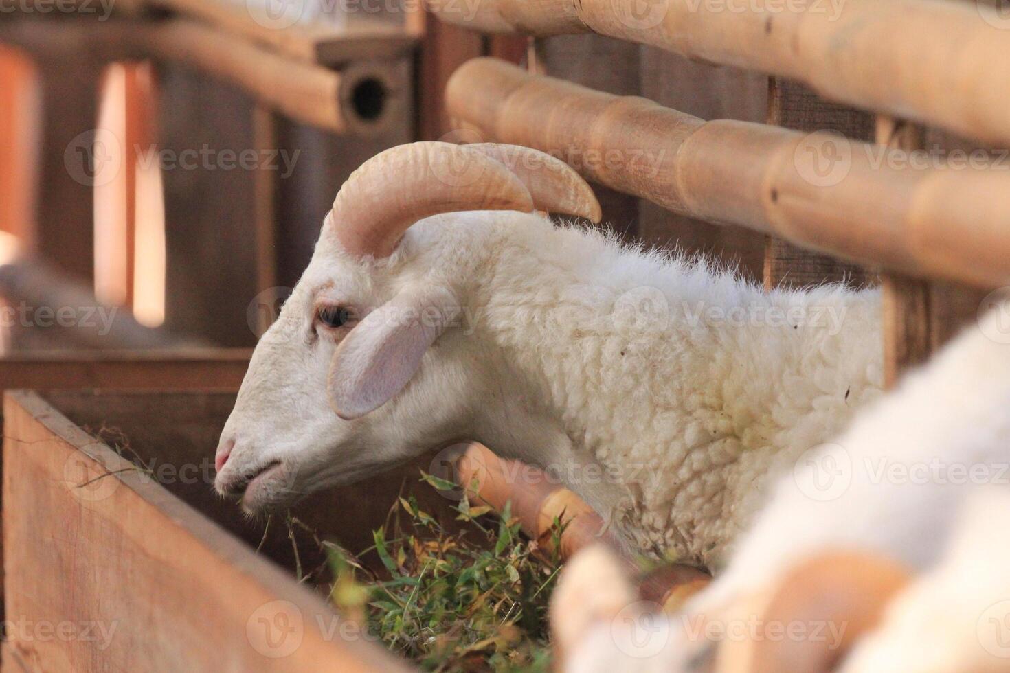 Majestic Ram for Eid al-Adha, domba qurban idul adha photo