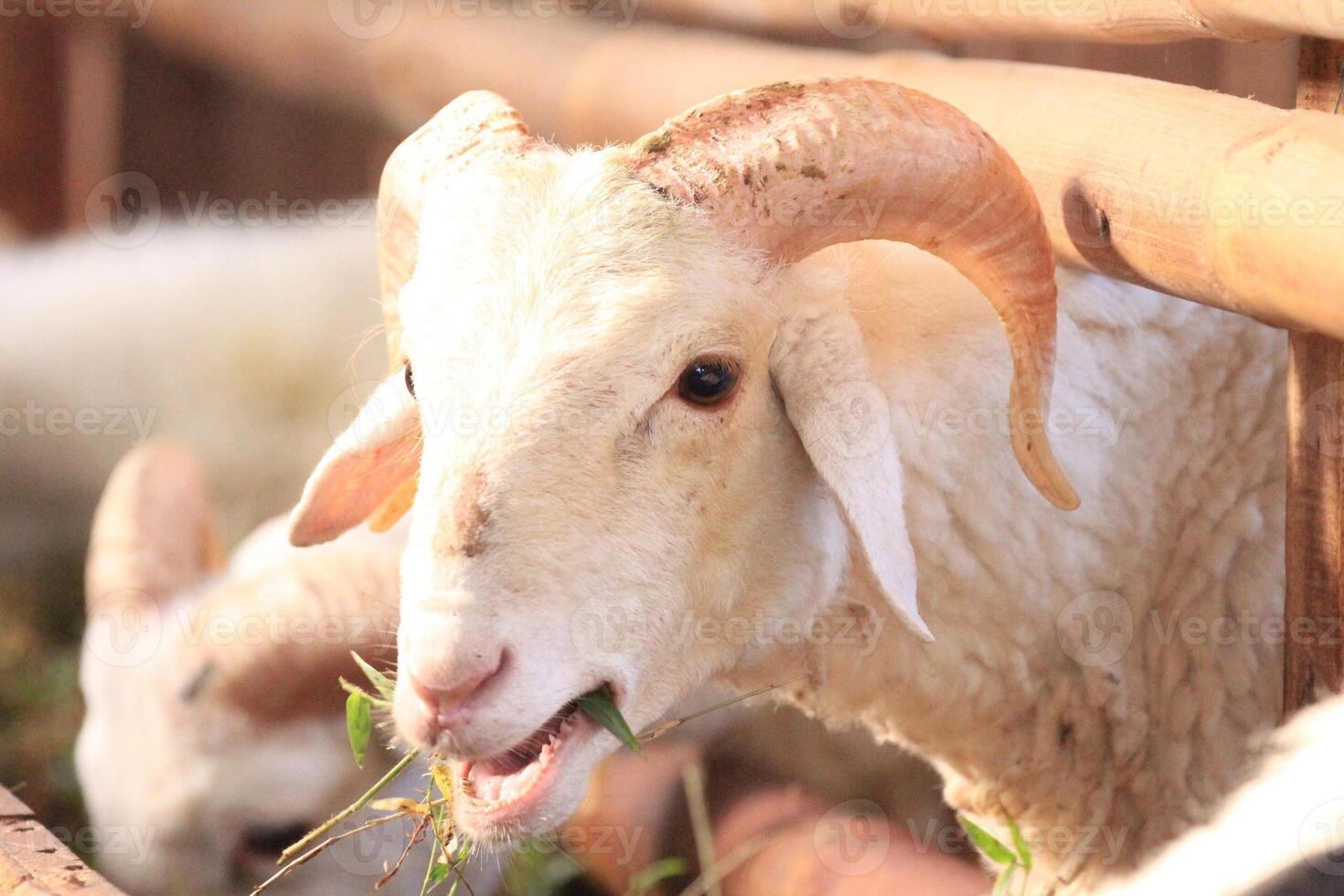 Awaiting the Qurban Ritual, doma qurban idul adha photo