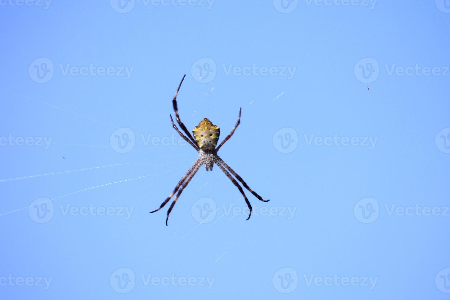 Striking Orb Weaver Spider Underside View photo