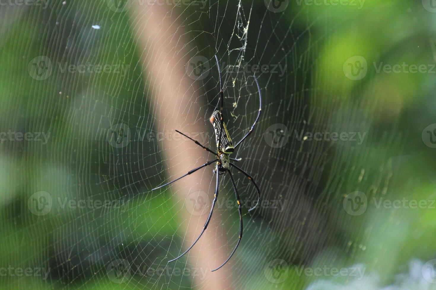 Large Golden Orb Weaver Spider on its Web photo