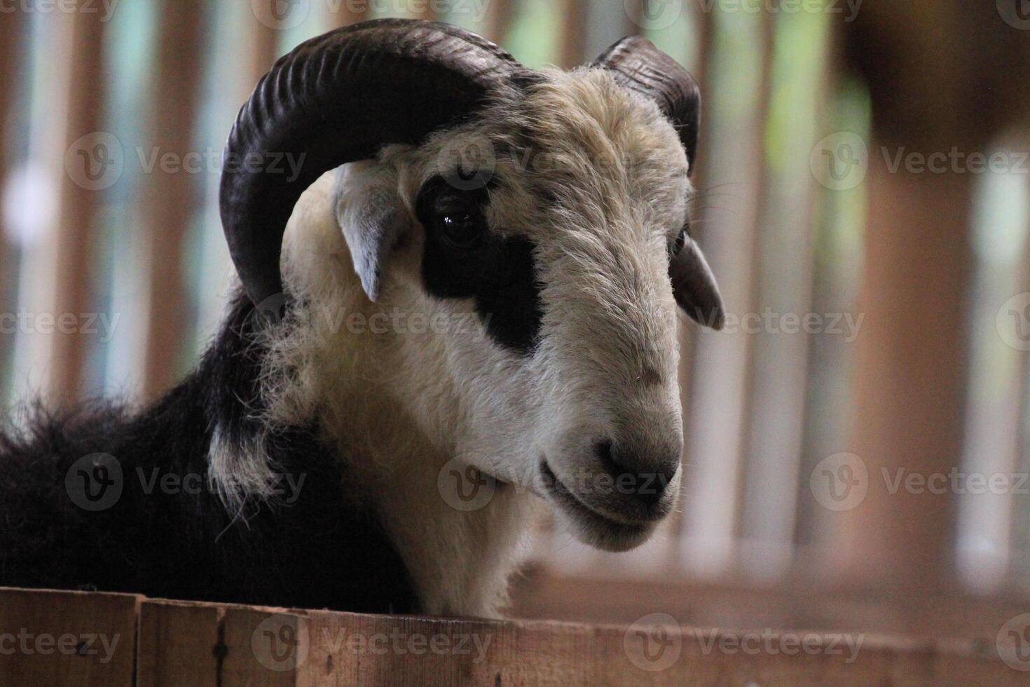 Preparing for Eid al Adha, Close up of Qurban Sheep, domba qurban kurban idul adha photo