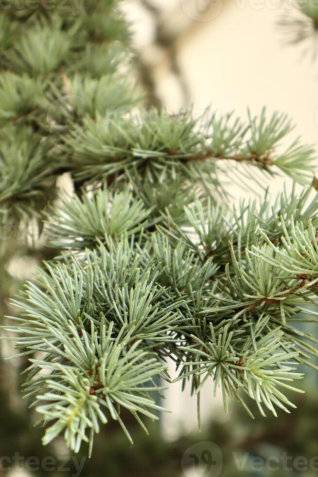 Close-up of a branch of a coniferous tree, possibly a cedar or pine, with dense greenish-blue needles. The soft focus background enhances the texture and natural beauty of the evergreen foliage. photo