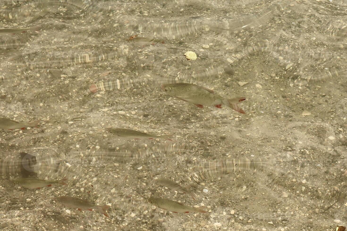 A group of small fish swims through clear, shallow water above a rocky lakebed. Sunlight dances on the surface, casting ripples and intricate patterns of light and shadow below. photo