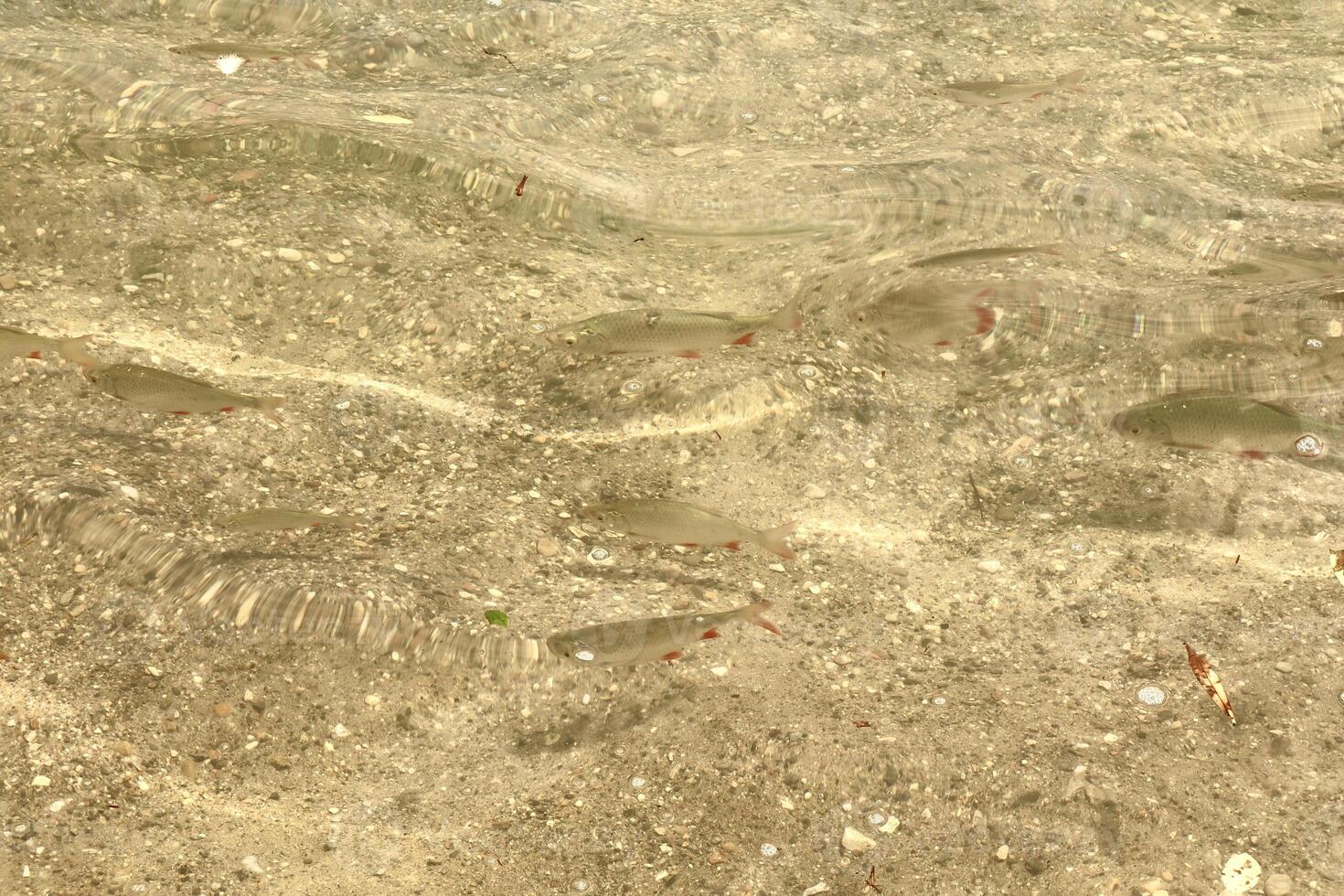 A group of small fish swims in clear shallow water over a rocky lakebed. The sunlight reflects on the surface, creating ripples and patterns of light and shadow. photo