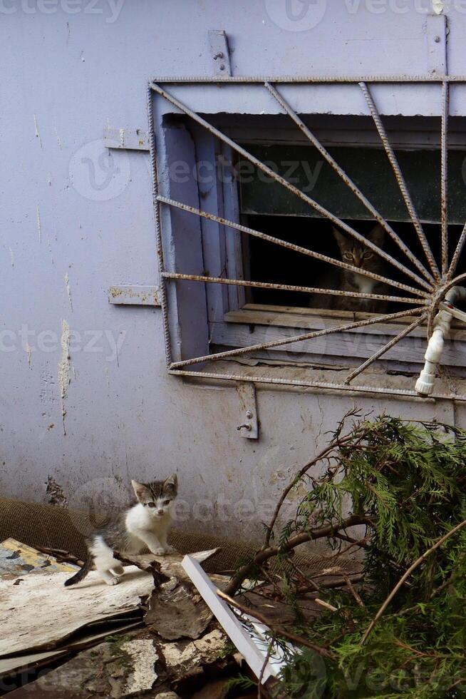 A kitten sits on a pile of debris near a wall, while an adult cat watches from a barred basement window. The scene is urban, slightly messy, and full of character. photo