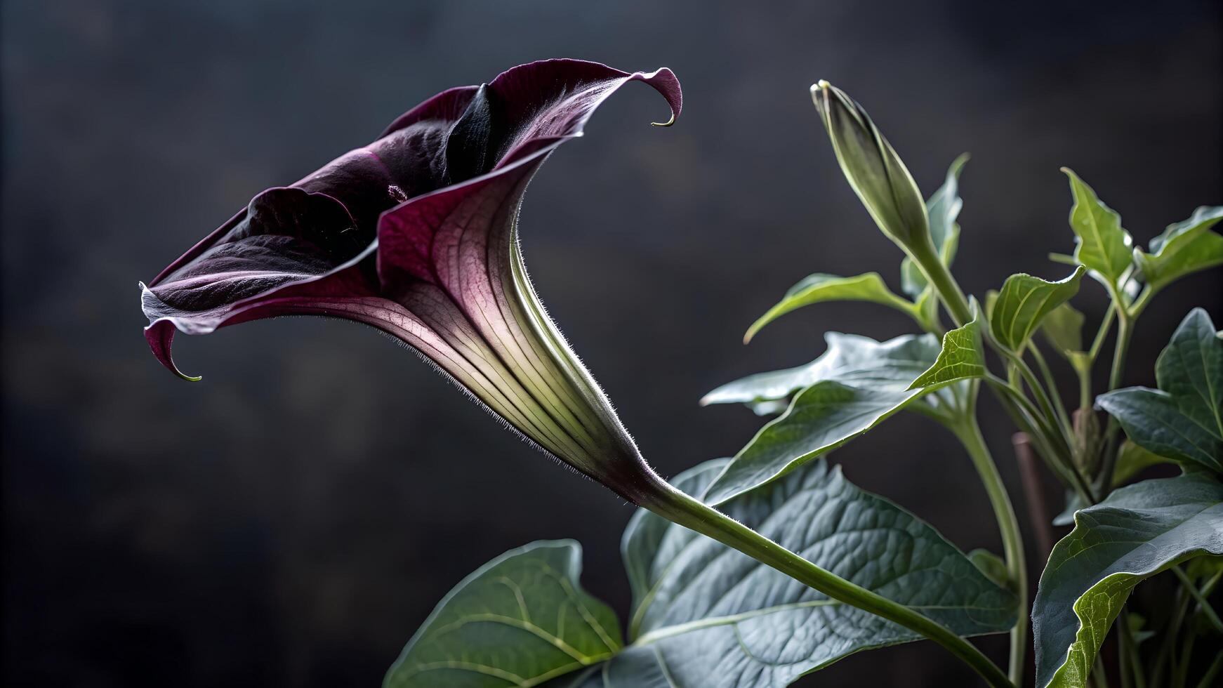 black flower on black background photo