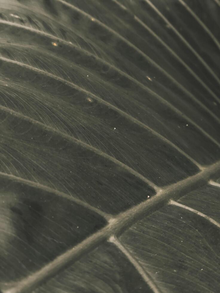 Detailed Close-Up of a Textured Leaf with Veins and Subtle Lighting photo