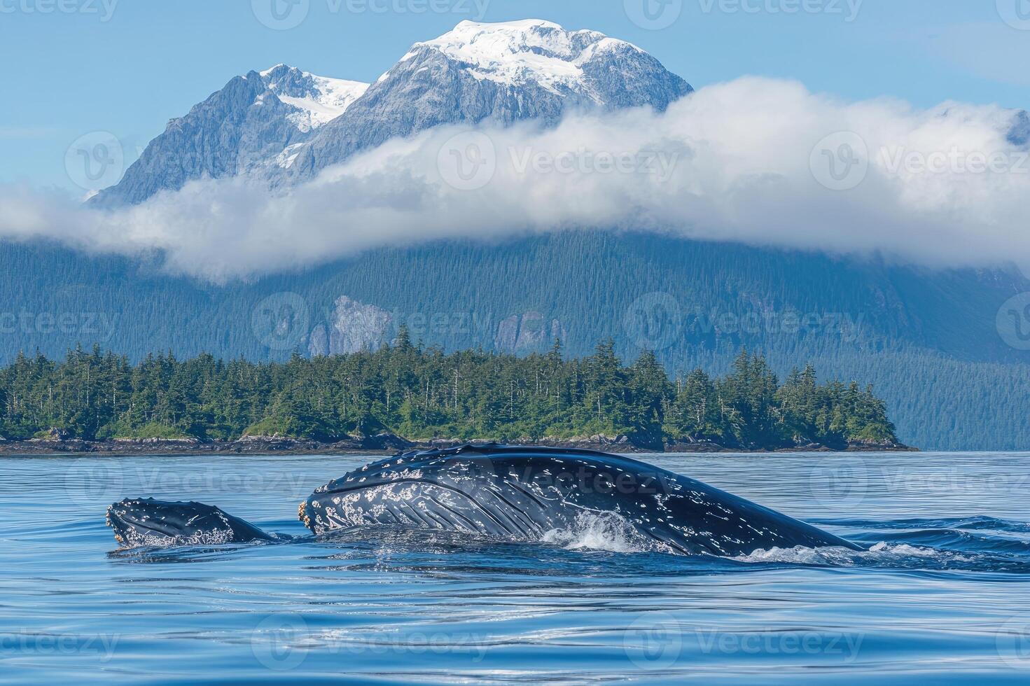 Humpback whales swimming in alaskan waters with mountain view photo