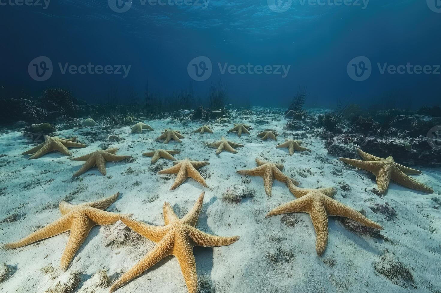 Cushion starfish resting on sandy seabed in tranquil blue ocean waters photo