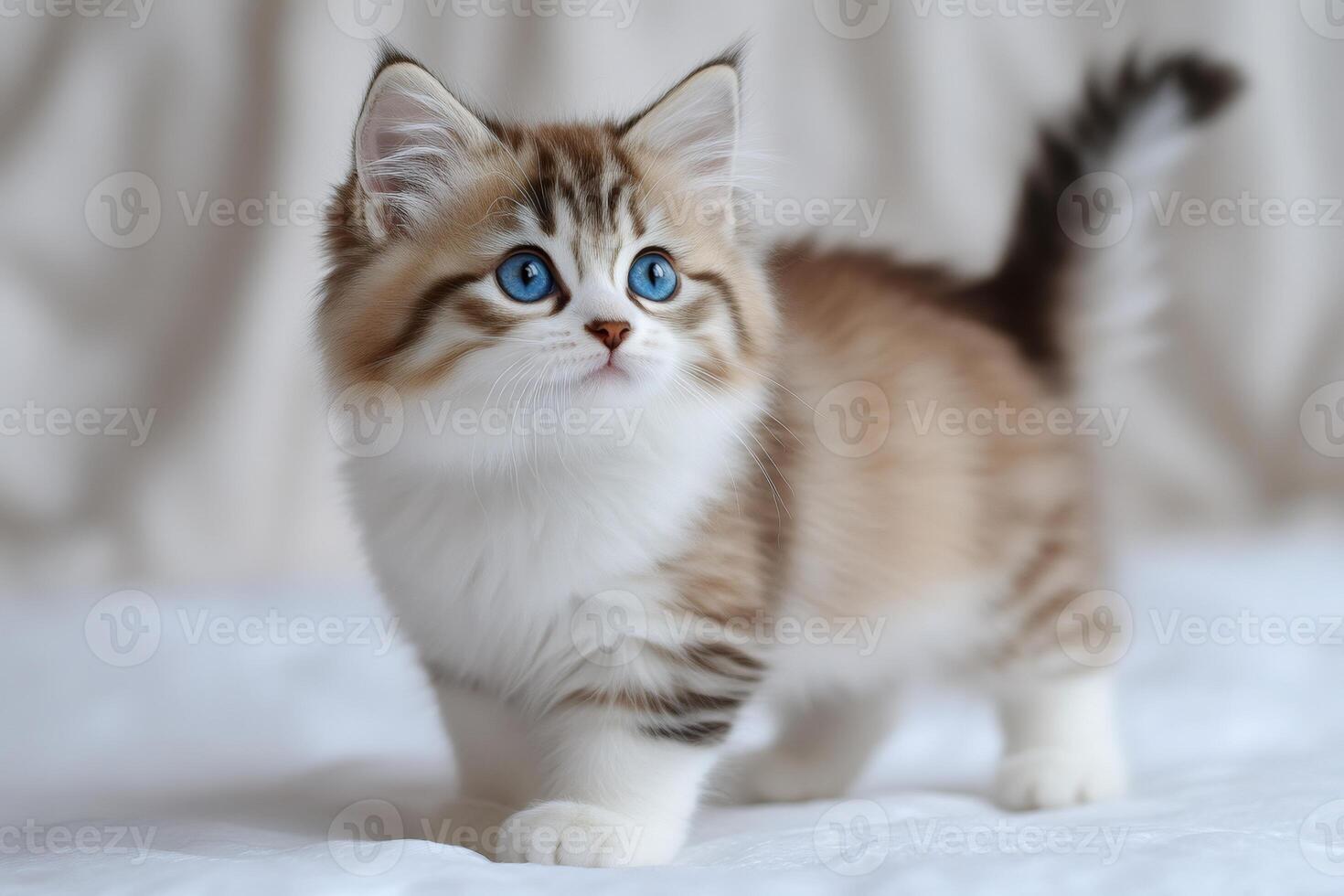 Adorable kitten walking on white blanket with blue eyes and fluffy tail photo