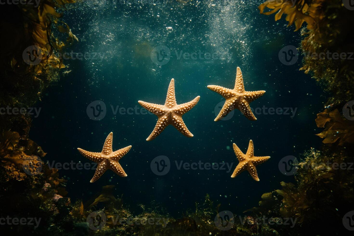 Four starfish floating in dark blue water near kelp forest photo