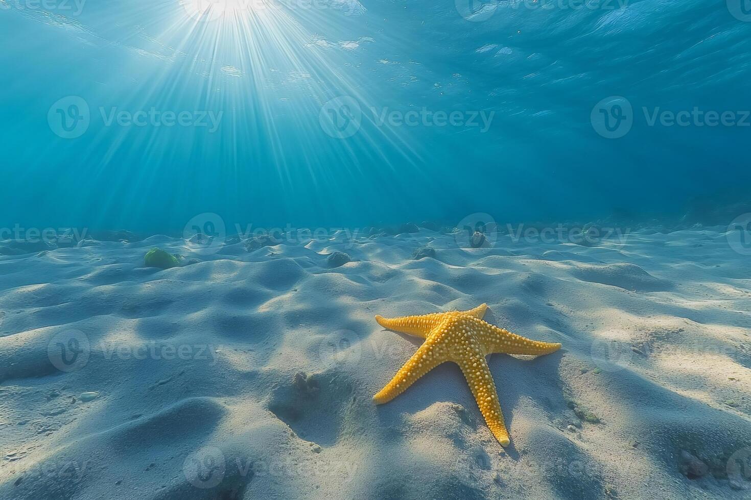 Sunbeams lighting up starfish resting on sandy seabed photo
