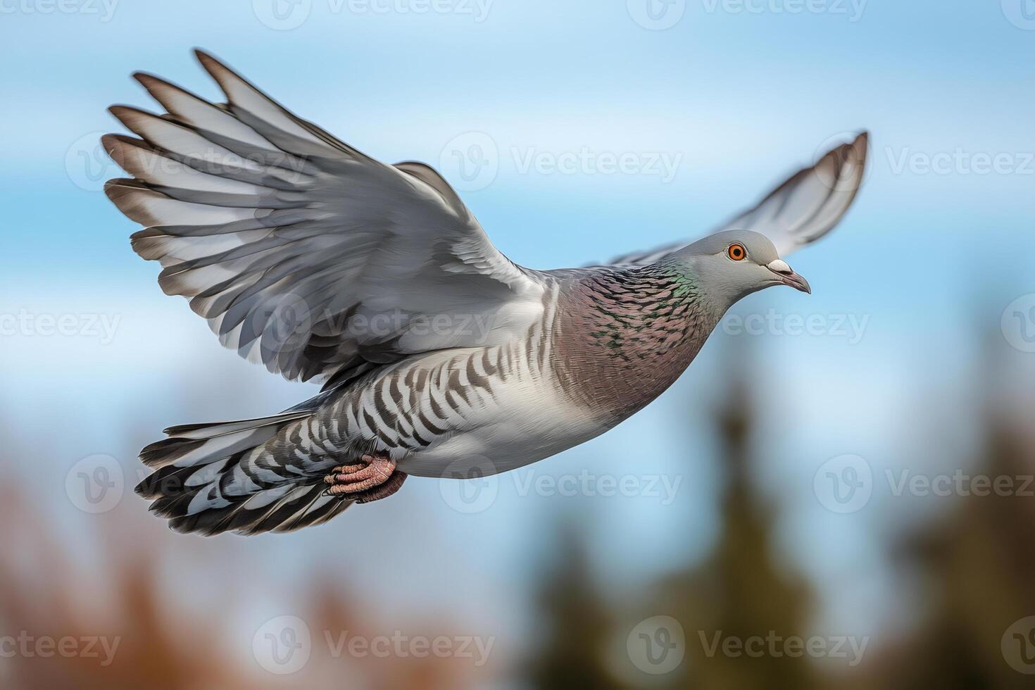 Wood pigeon flying with spread wings in a blue sky photo