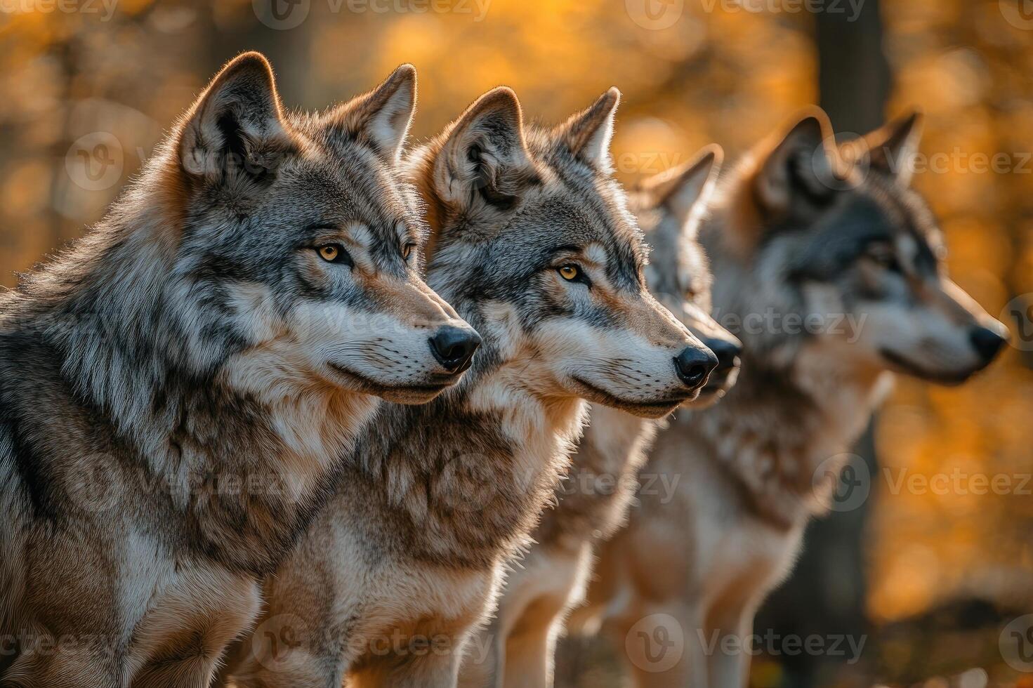 Wolf pack standing in forest at sunset photo