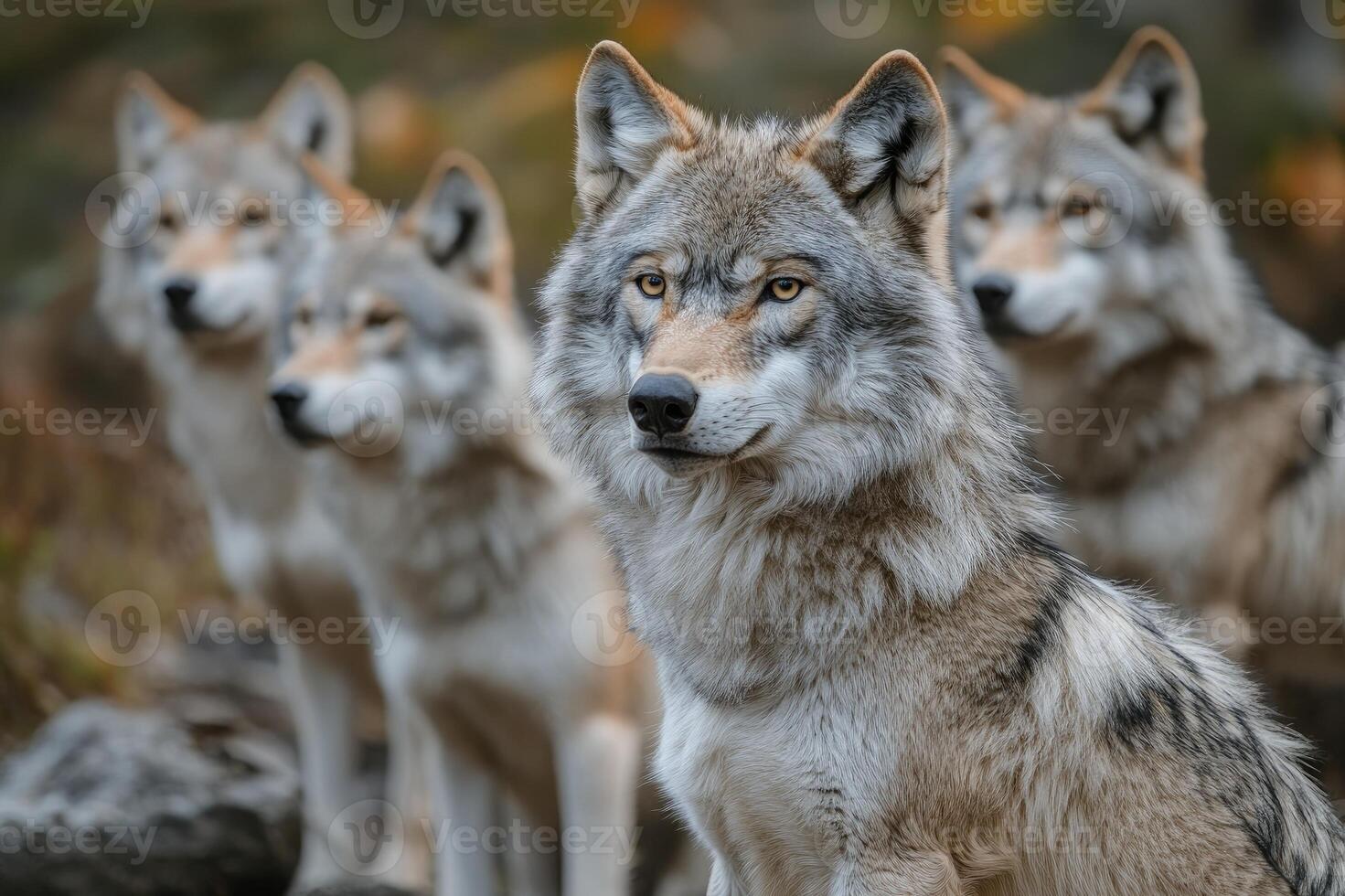 Alpha male gray wolf leading its pack in autumn forest photo