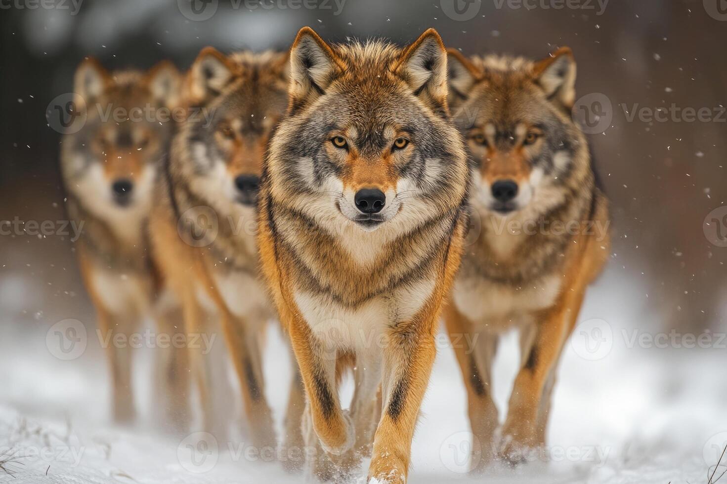 Wolf pack walking on snow in a winter forest photo