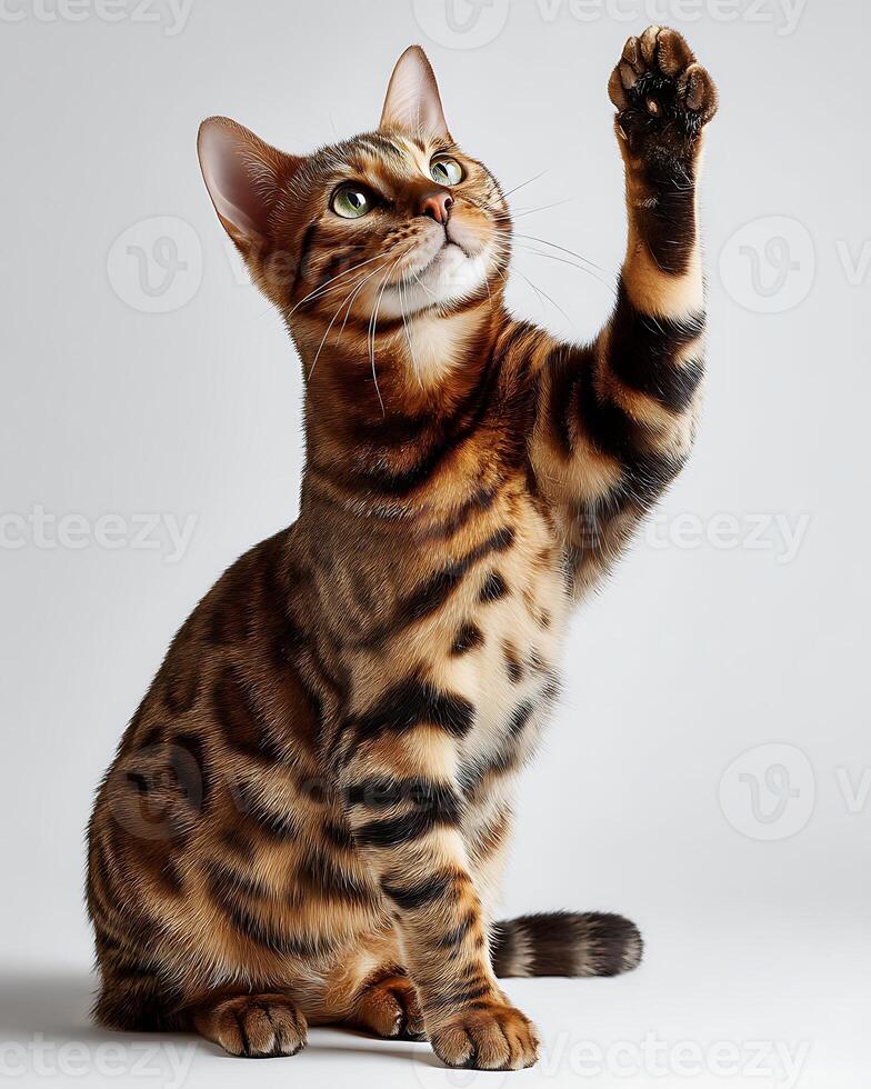 Bengal Cat Reaching Upward photo