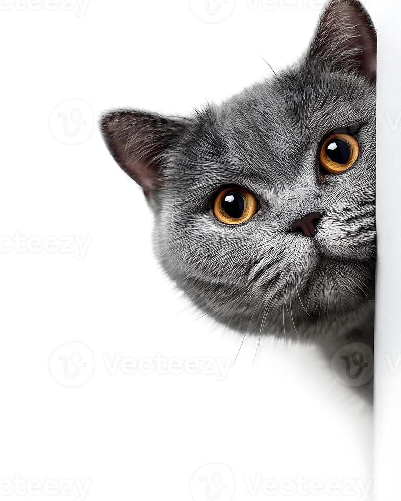Curious British Shorthair Cat Peeking Around a Corner photo