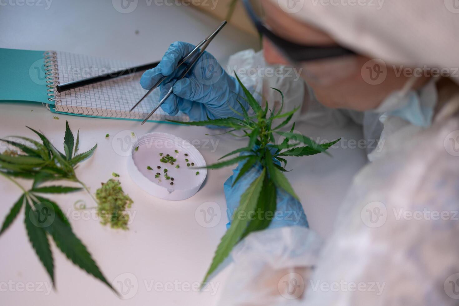 The Study and Analysis of Cannabis in a Controlled and Regulated Research Environment photo