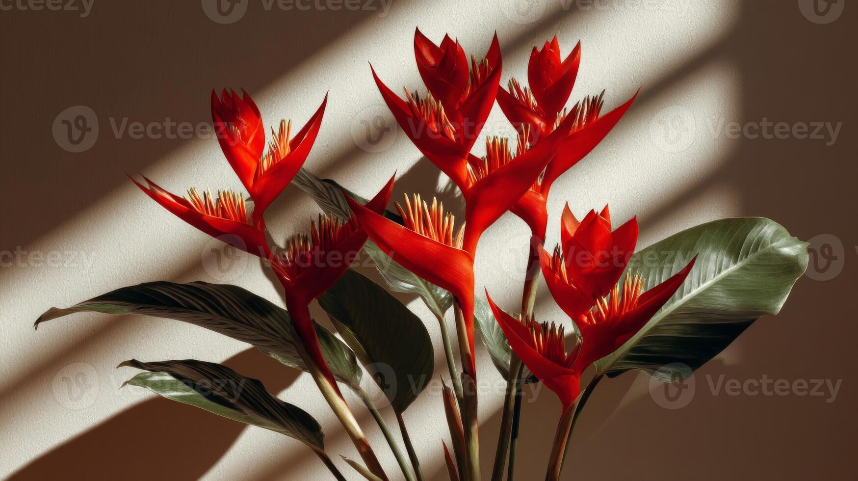 Red Heliconia Flowers in Sunlight Shadow photo
