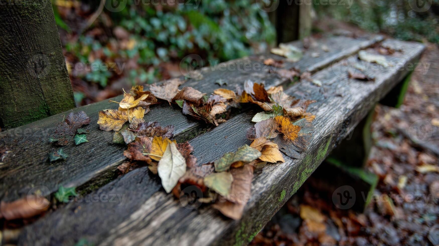 Autumn Leaves on a Wet Wooden Bench photo