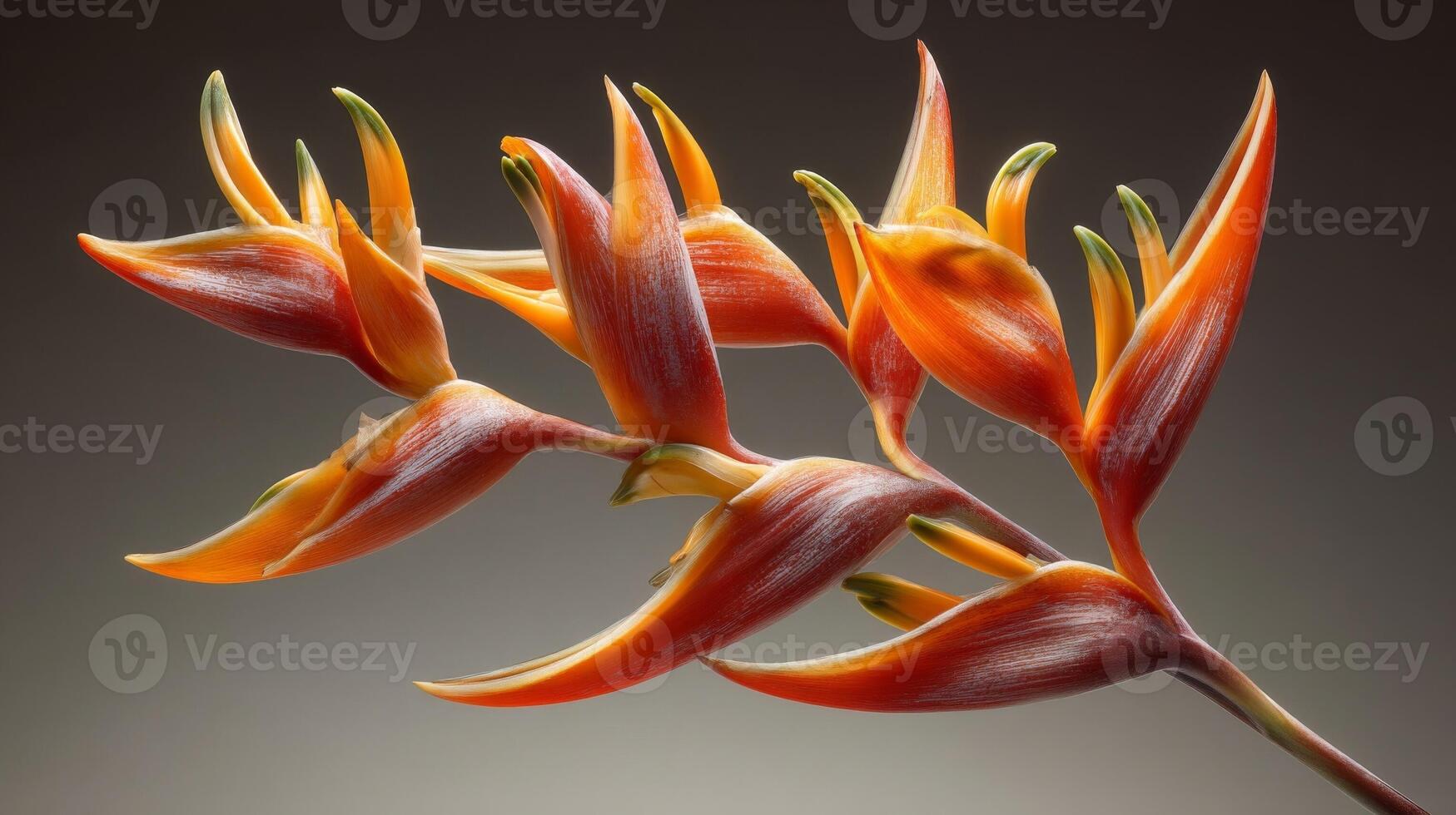 Orange Heliconia Flower with Frost Closeup photo